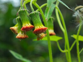 flower of a plant
