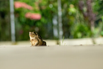 a frog in the garden
