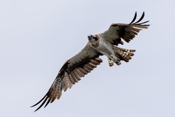 The beautiful flight characteristics of Osprey and White-bellied Sea-eagle in Thailand.