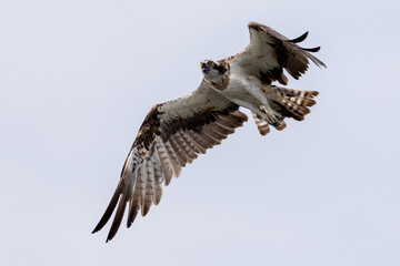 The beautiful flight characteristics of Osprey and White-bellied Sea-eagle in Thailand.