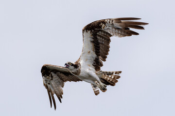 The beautiful flight characteristics of Osprey and White-bellied Sea-eagle in Thailand.