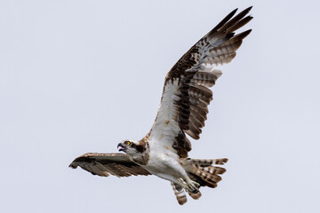 The beautiful flight characteristics of Osprey and White-bellied Sea-eagle in Thailand.