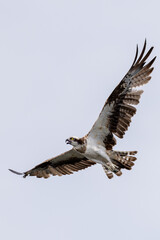 The beautiful flight characteristics of Osprey and White-bellied Sea-eagle in Thailand.