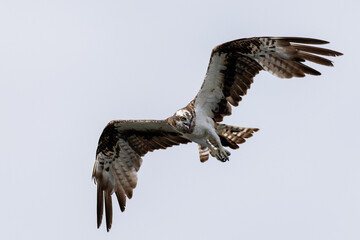 The beautiful flight characteristics of Osprey and White-bellied Sea-eagle in Thailand.