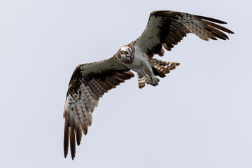 The beautiful flight characteristics of Osprey and White-bellied Sea-eagle in Thailand.