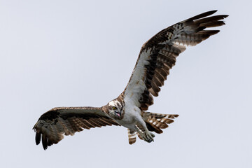 The beautiful flight characteristics of Osprey and White-bellied Sea-eagle in Thailand.