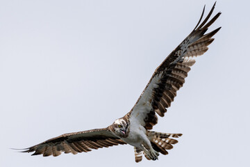 The beautiful flight characteristics of Osprey and White-bellied Sea-eagle in Thailand.
