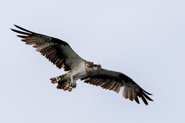 The beautiful flight characteristics of Osprey and White-bellied Sea-eagle in Thailand.