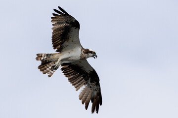 The beautiful flight characteristics of Osprey and White-bellied Sea-eagle in Thailand.