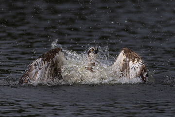 Fototapeta premium The beautiful flight characteristics of Osprey and White-bellied Sea-eagle in Thailand.