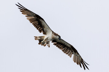Fototapeta premium The beautiful flight characteristics of Osprey and White-bellied Sea-eagle in Thailand.