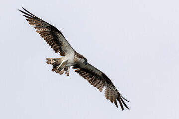 The beautiful flight characteristics of Osprey and White-bellied Sea-eagle in Thailand.