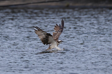 The beautiful flight characteristics of Osprey and White-bellied Sea-eagle in Thailand.