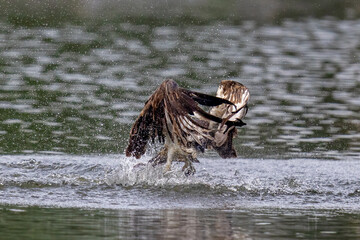 Fototapeta premium The beautiful flight characteristics of Osprey and White-bellied Sea-eagle in Thailand.