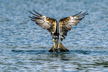 The beautiful flight characteristics of Osprey and White-bellied Sea-eagle in Thailand.