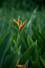 Obraz premium Heliconia psittacorum or Heliconia Golden Torch or False Bird of Paradise Flower. Exotic tropical flowers in the jungle garden with leaves background.