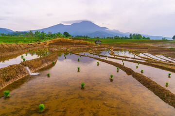 indonesia beauty landscape paddy fields in north bengkulu natural beautiful morning view from Indonesia of mountains and tropical forest