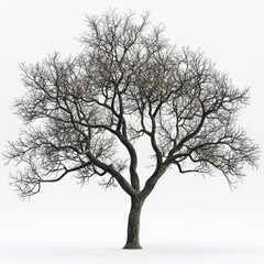 Obraz premium Detailed and Artistic Representation of a Leafless Tree with Intricate Branch Structure on a Light Background