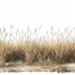 Obraz premium Lush Green Grasses Against a Bright Sandy Shoreline Under Clear Blue Sky