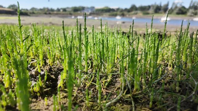 Tender green shoots growing in wetland area of Lorient, France