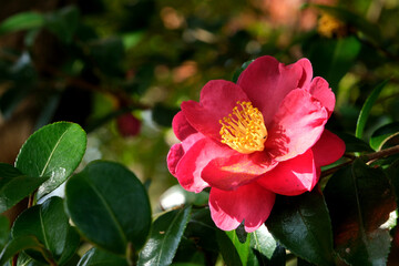 Obraz premium 日陰の山茶花