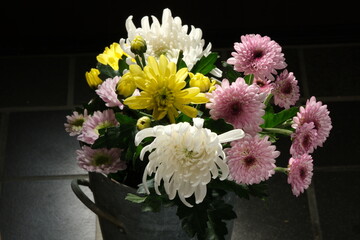 菊の花