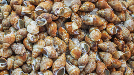 Fresh Spotted Babylonia Snails on Ice - Ideal for Seafood Promotions, Restaurant Advertising, and Culinary Content