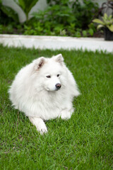 samoyed dog in the grass