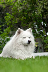 samoyed dog in the grass with eyes closed