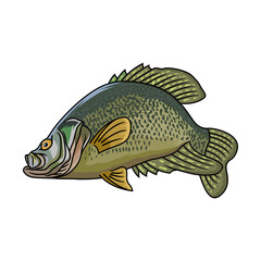 crappie fishing illustration logo vector image t shirt