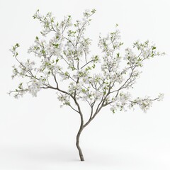 Obraz premium Elegant Blooming White Flower Tree on a Minimalistic Background for Nature and Garden Designs