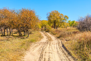 Naklejka premium Countryside sand road and beautiful grass with colorful forest nature landscape in autumn. Outdoor natural background.