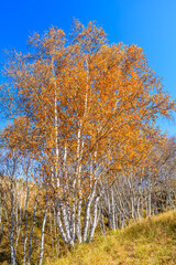 Beautiful birch trees nature landscape in autumn. Outdoor natural background.