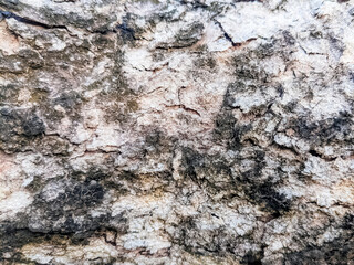Naklejka premium A bark pattern refers to the unique texture and visual characteristics found on the surface of a tree's bark.