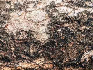 A bark pattern refers to the unique texture and visual characteristics found on the surface of a tree's bark.