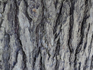A bark pattern refers to the unique texture and visual characteristics found on the surface of a tree's bark.