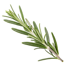 Fototapeta premium Rosemary isolated on white background