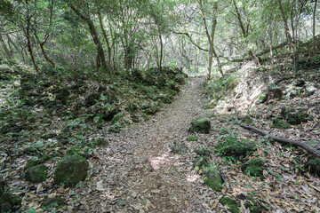 Obraz premium 나무 사이로 지나가는 숲 길 제주 서귀포시 안덕면 화순리 화순곶자왈 생태탐방숲길