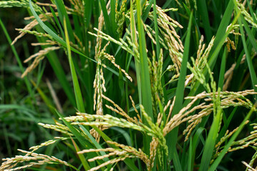 Ear of rice. Close-up to rice seeds in ear of paddy. Beautiful golden rice field and ear of rice. Yellow paddy that is ready to be harvested
