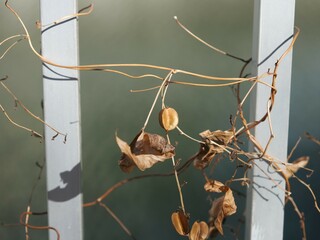 フェンスに巻き付いている枯れたツルドクダミ