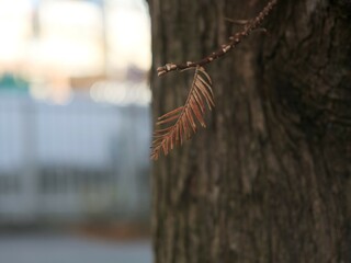 オウゴンメタセコイヤの葉