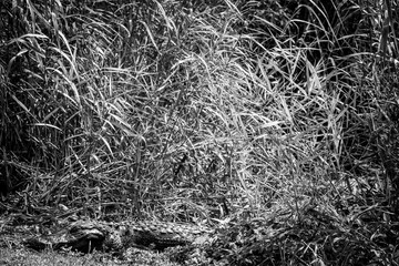 American alligator sitting along a footpath from the Royal Palm Visitor Center along the Anhinga Trail at the Everglades National Park