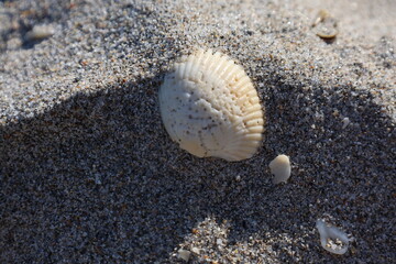 shells on the beach