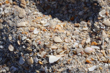 damaged shells and small round rock mixed with sand  on beach