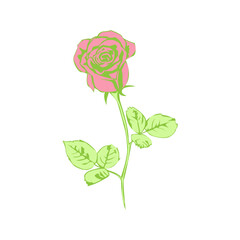 Obraz premium Rose illustration design template