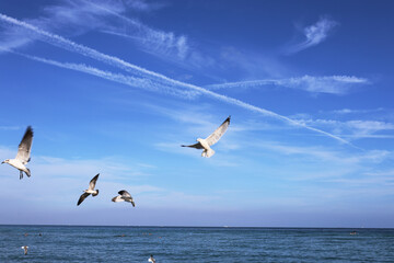 seagulls flying over the sea