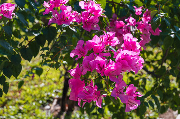 Obraz premium Bougainvillea flower. Pink Bougainvillea spectabilis. A flowering plant. Close view of Bougainvillea flower blooming.