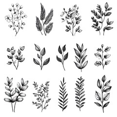Elegant Black and White Botanical Illustration Set