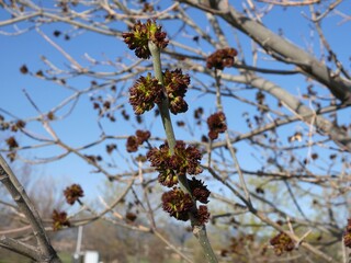 Buds of Autumn Purple Ash, Colorado