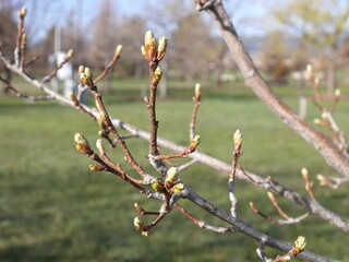 Buds of Prairie Stature Oak tree, Colorado